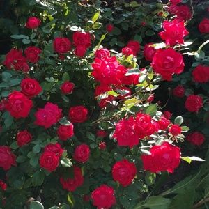 Meet your Posher, Terri